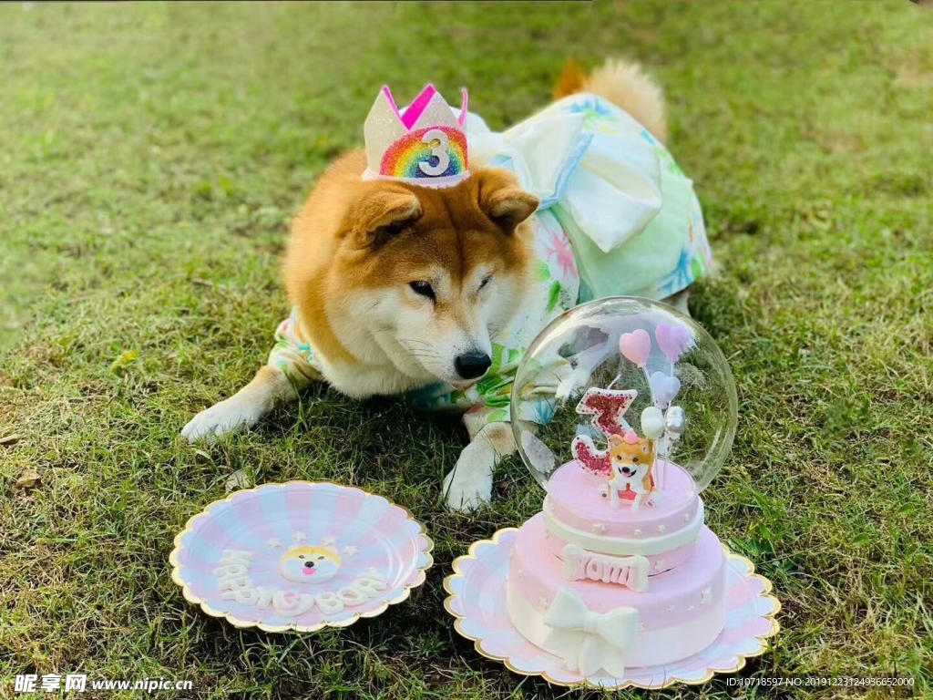 狗狗