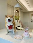 狗狗