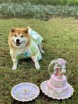 狗狗