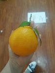 橙子 水果