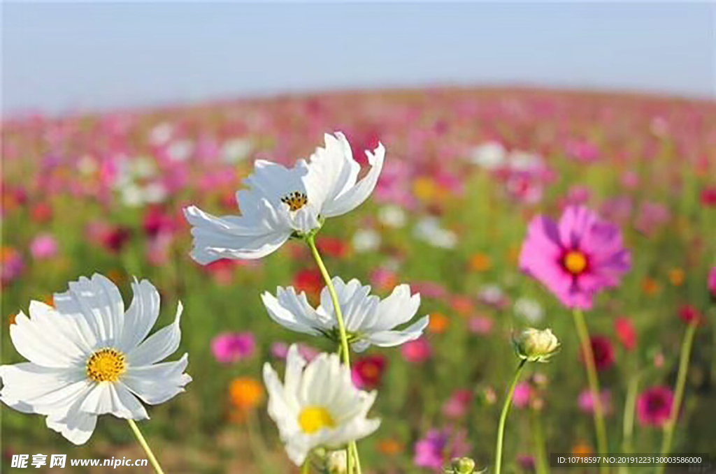 鲜花 花草