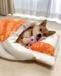 狗狗