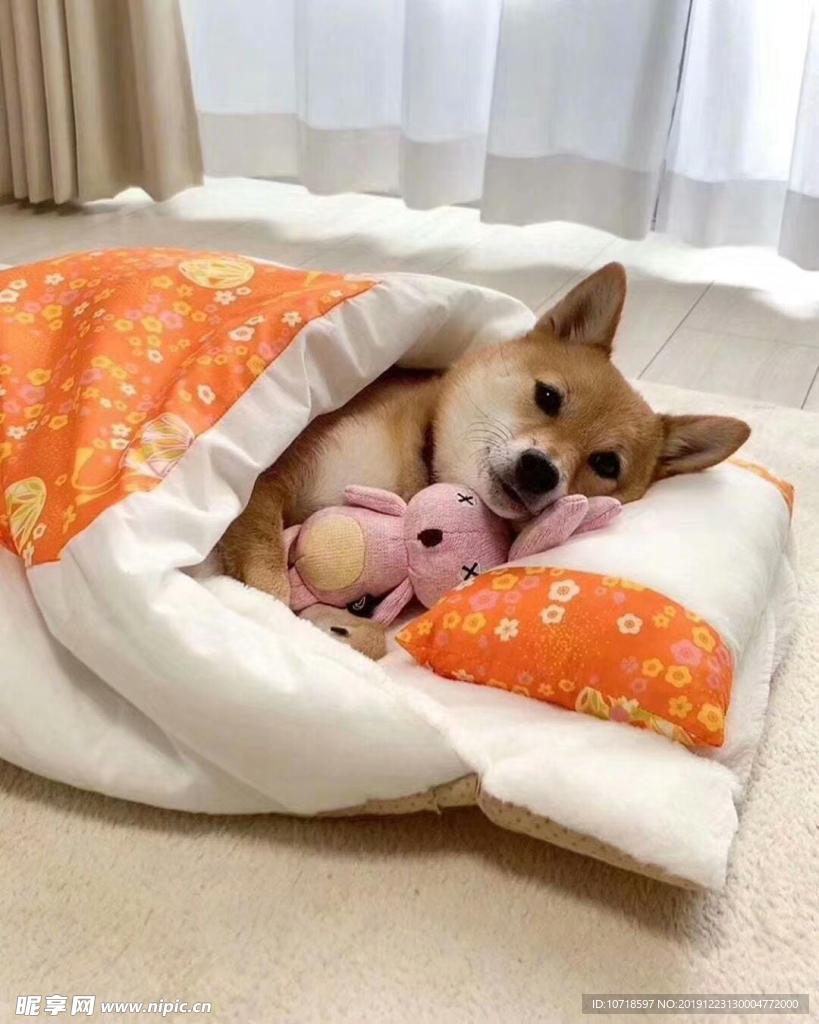 狗狗