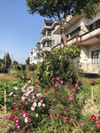 波斯菊