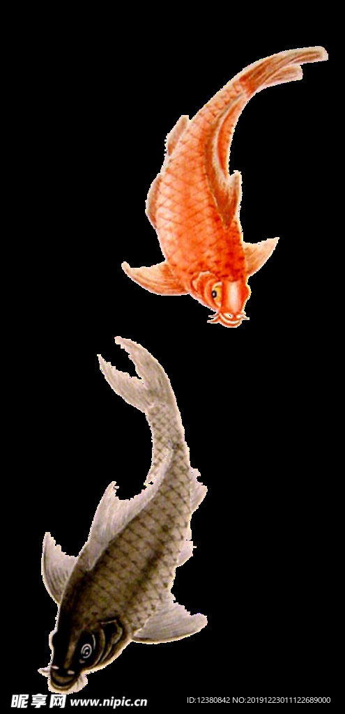 鲤鱼