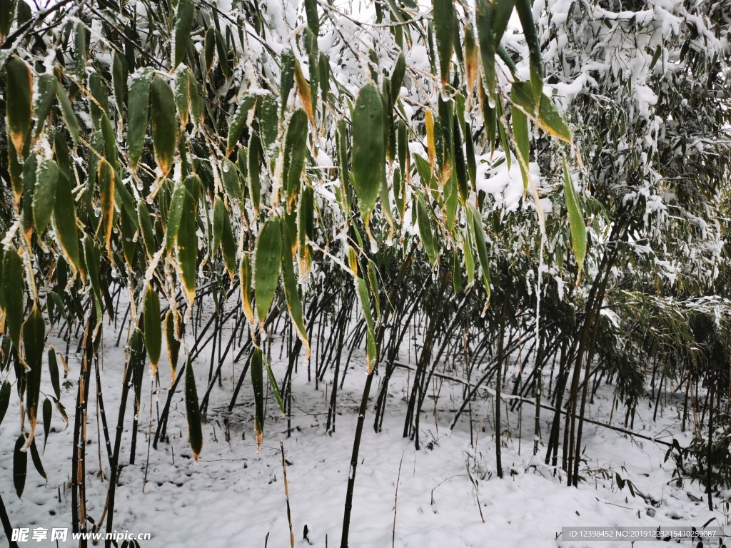 冰雪中的竹叶