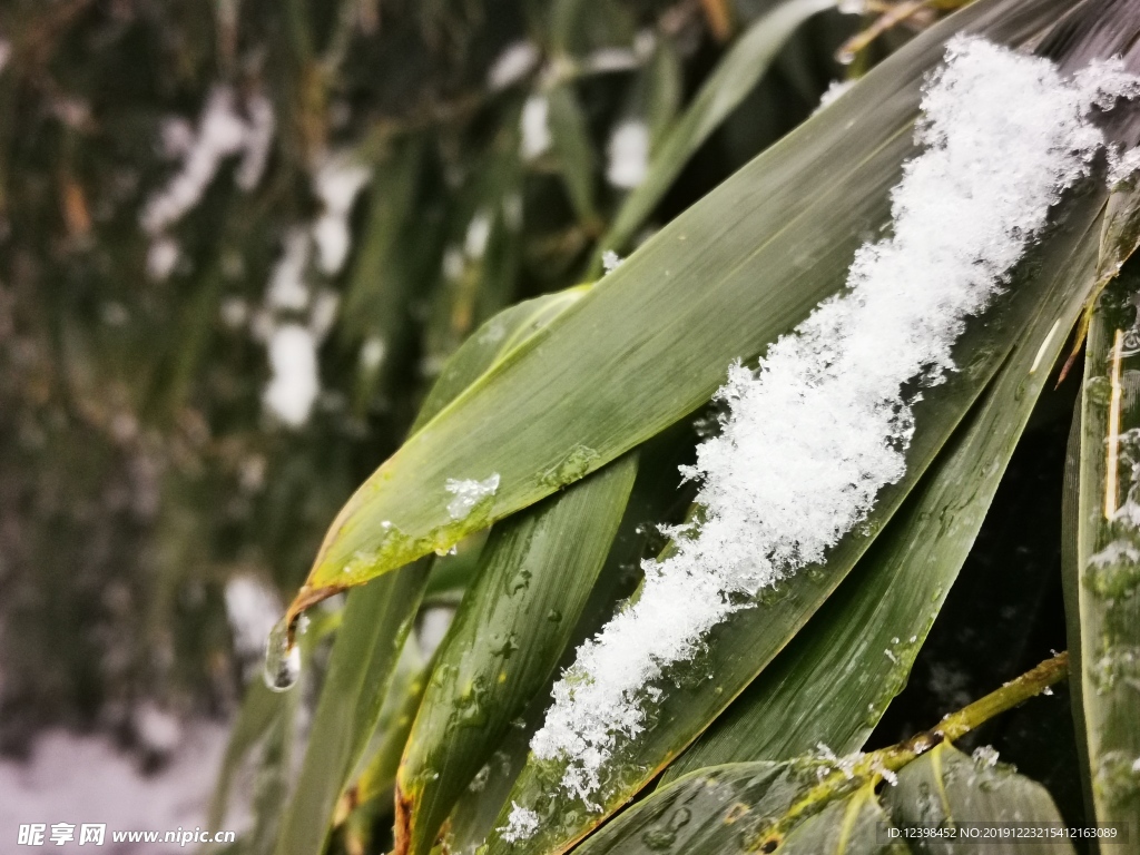 冰雪中的竹叶