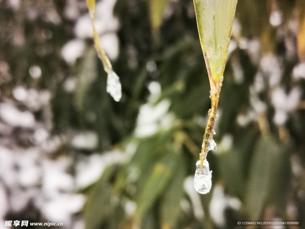 冰雪中的竹叶