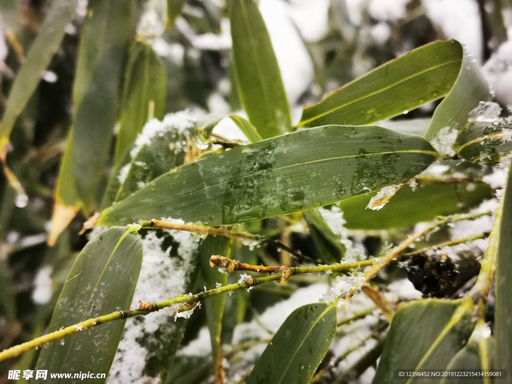 冰雪中的竹叶