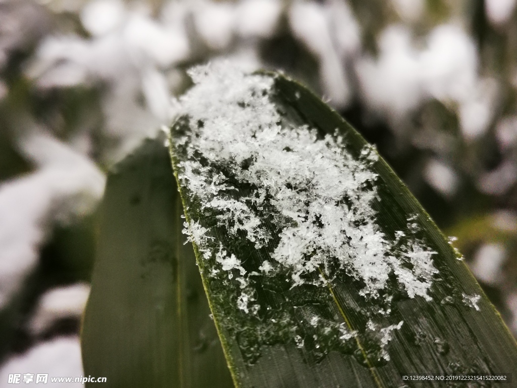 冰雪中的竹叶