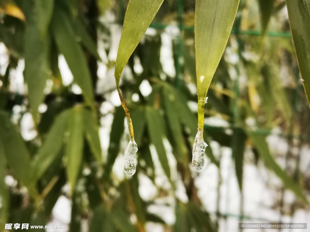 冰雪中的竹叶