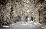 大雪冬天道路树木风景