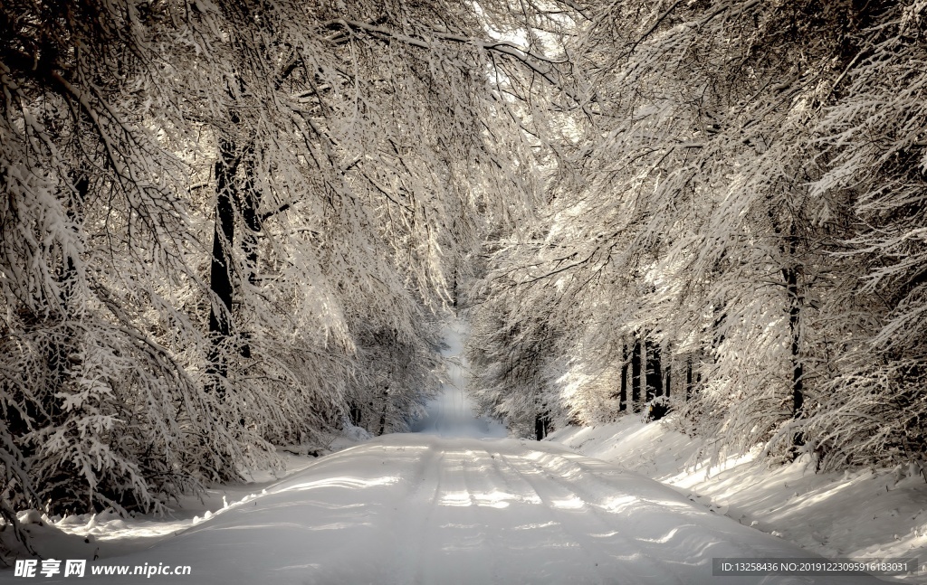 大雪冬天道路树木风景