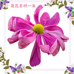 菊花玫红一朵单个