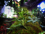 绿色植物