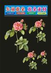 花卉花