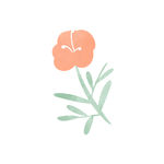 可爱小花