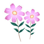 可爱小花