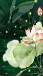 荷花插画