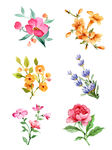 手绘花草 牡丹花园 元素素材
