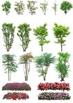 手绘花草 牡丹花园 元素素材