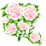 手绘花草 牡丹花园 元素素材