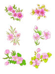 手绘花草 牡丹花园 元素素材