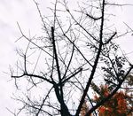 树枝 冬天 枯枝 枯树枝 线条