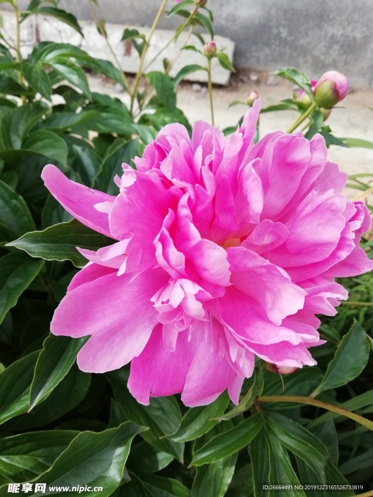 芍药