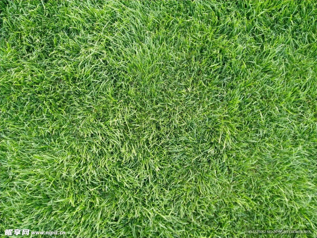 草地