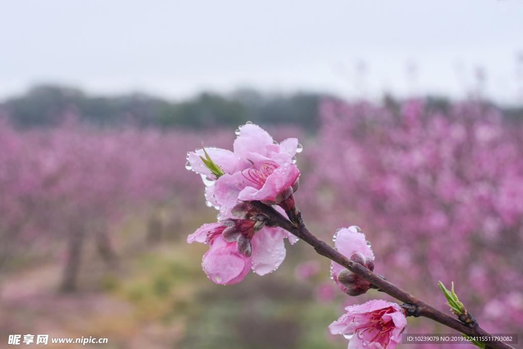 梅花