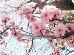 梅花