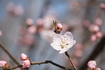梅花