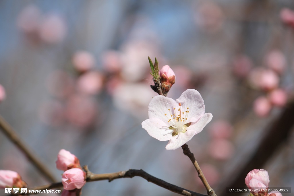 梅花