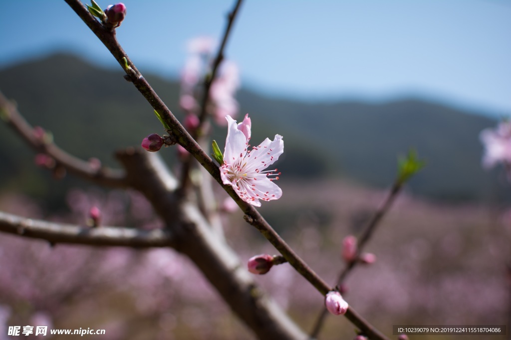 梅花