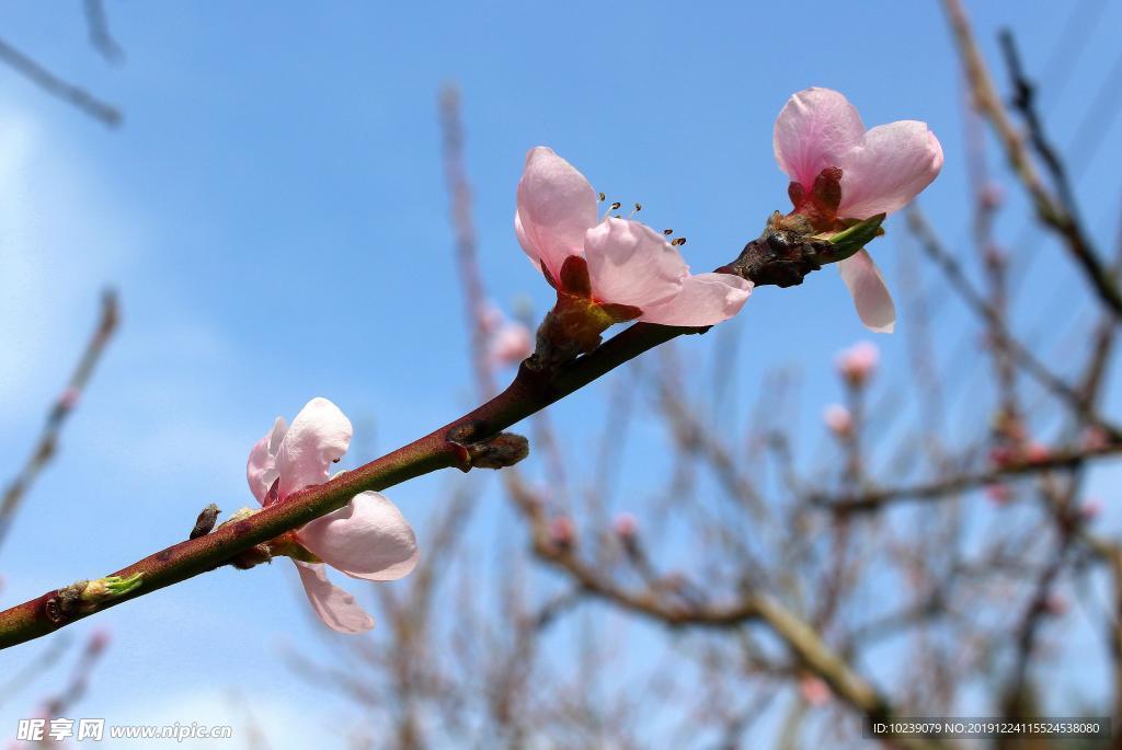 梅花