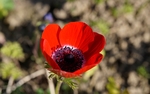 银莲花