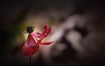 银莲花