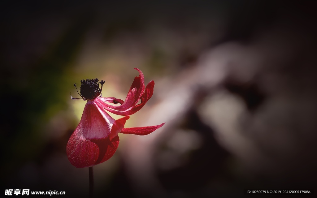 银莲花