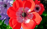银莲花