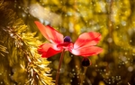 银莲花