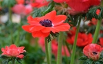 银莲花