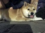 狗狗
