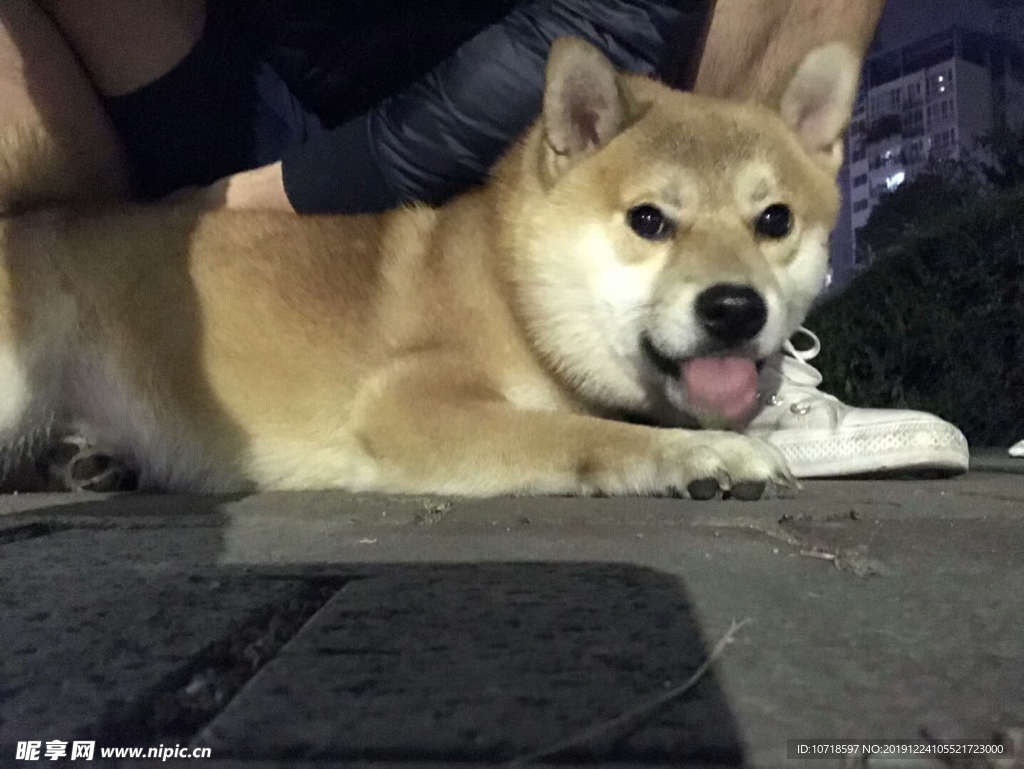 狗狗