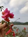 三角玫