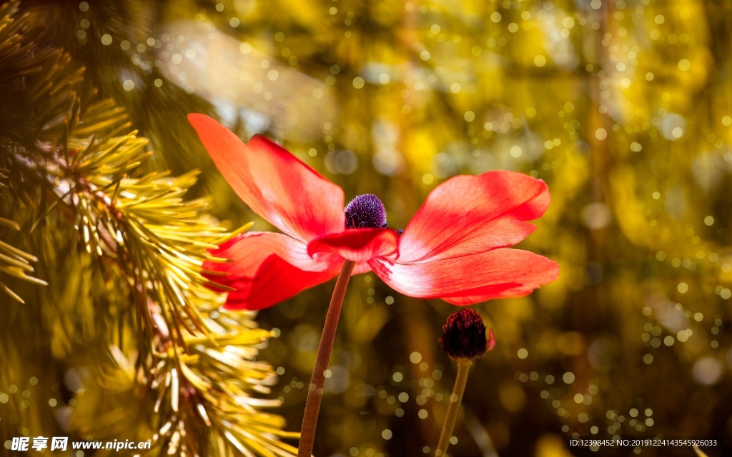 红色银莲花