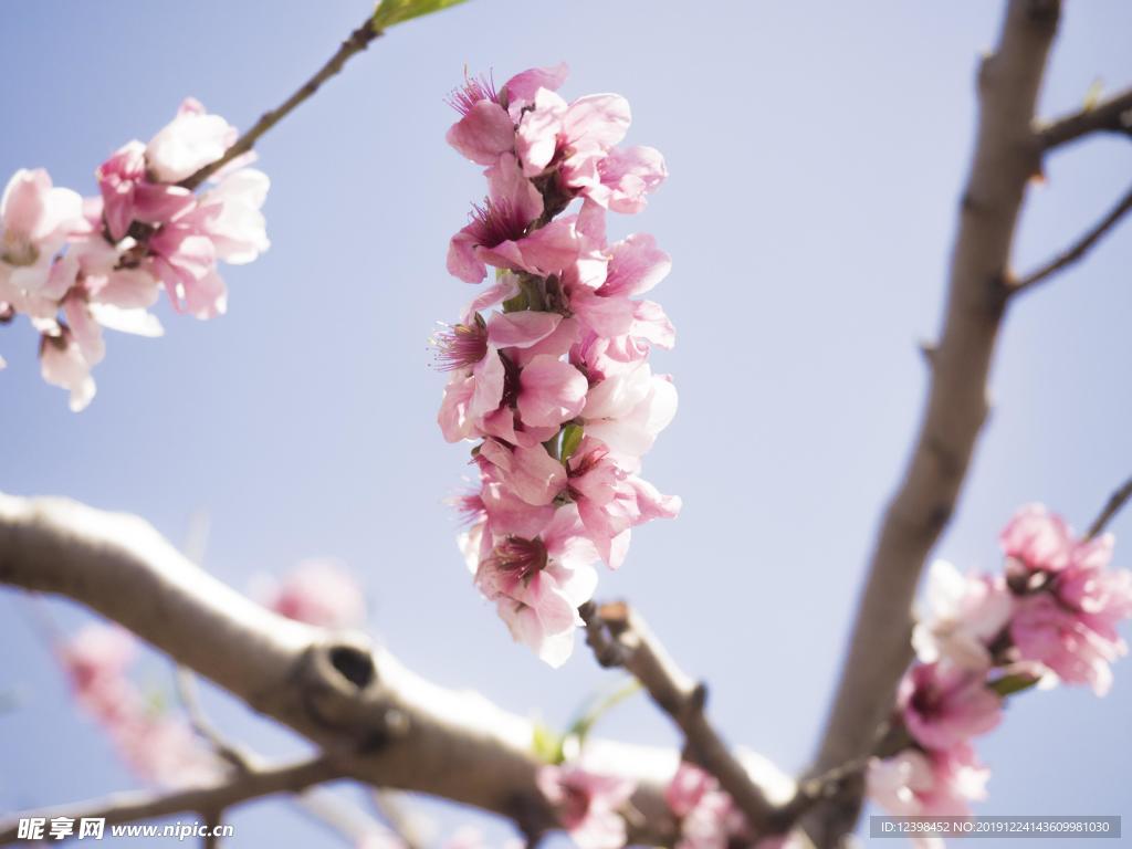 艳丽的桃花