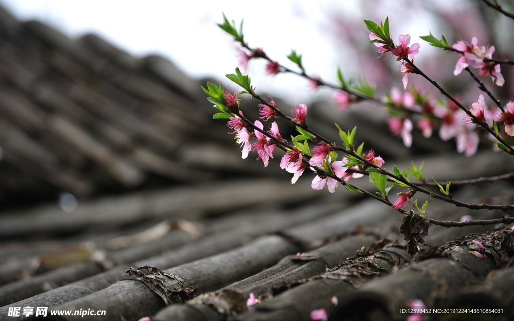 艳丽的桃花