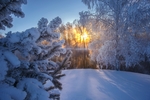 冬天大雪森林阳光风景