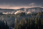 群山森林树林树木风景